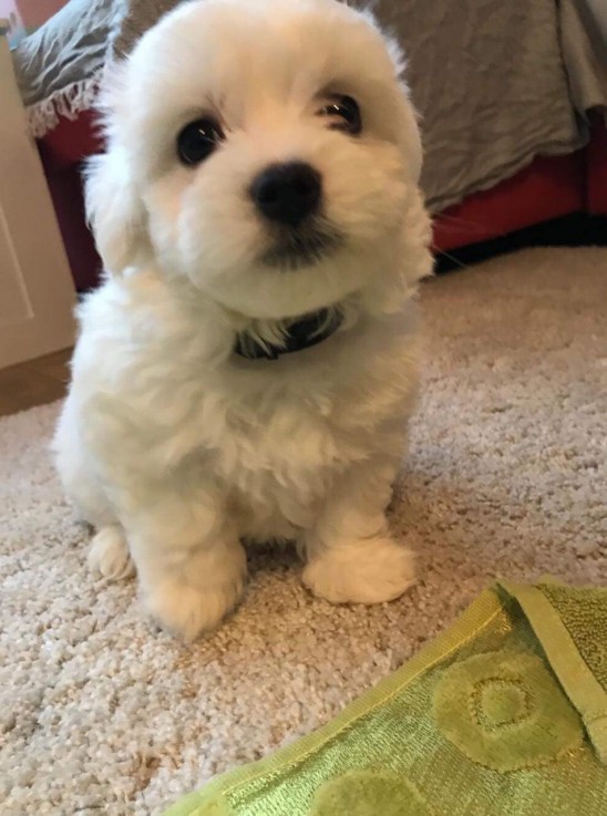 Maltese  pBichon Frise puuppies for sale