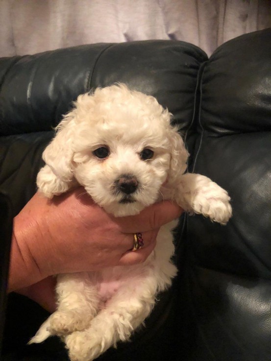 Bichon Frise puppies for saleMaltese  av