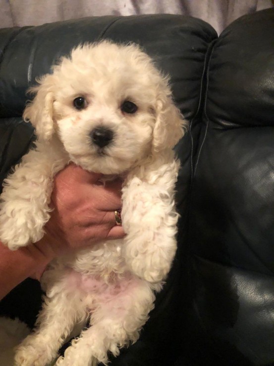 Bichon Frise puppies for saleMaltese  av