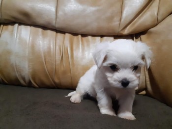 Bichon Frise puppies for saleMaltese  av