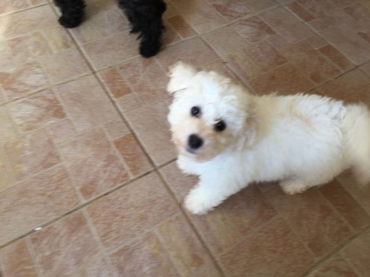 Bichon Frise puppies for sale Now