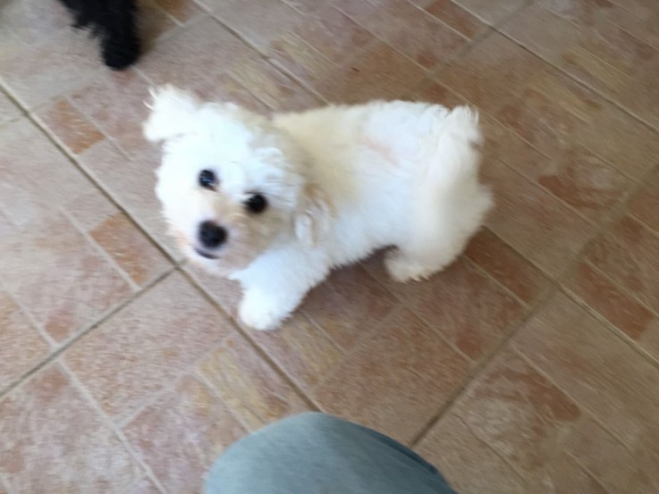 Bichon Frise puppies for sale Now