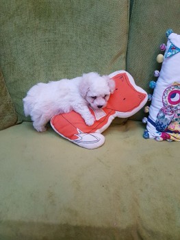 Bichon Frise puppies for sale Now