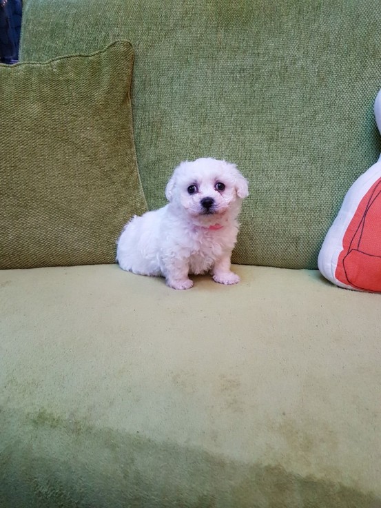 Bichon Frise puppies for sale Now