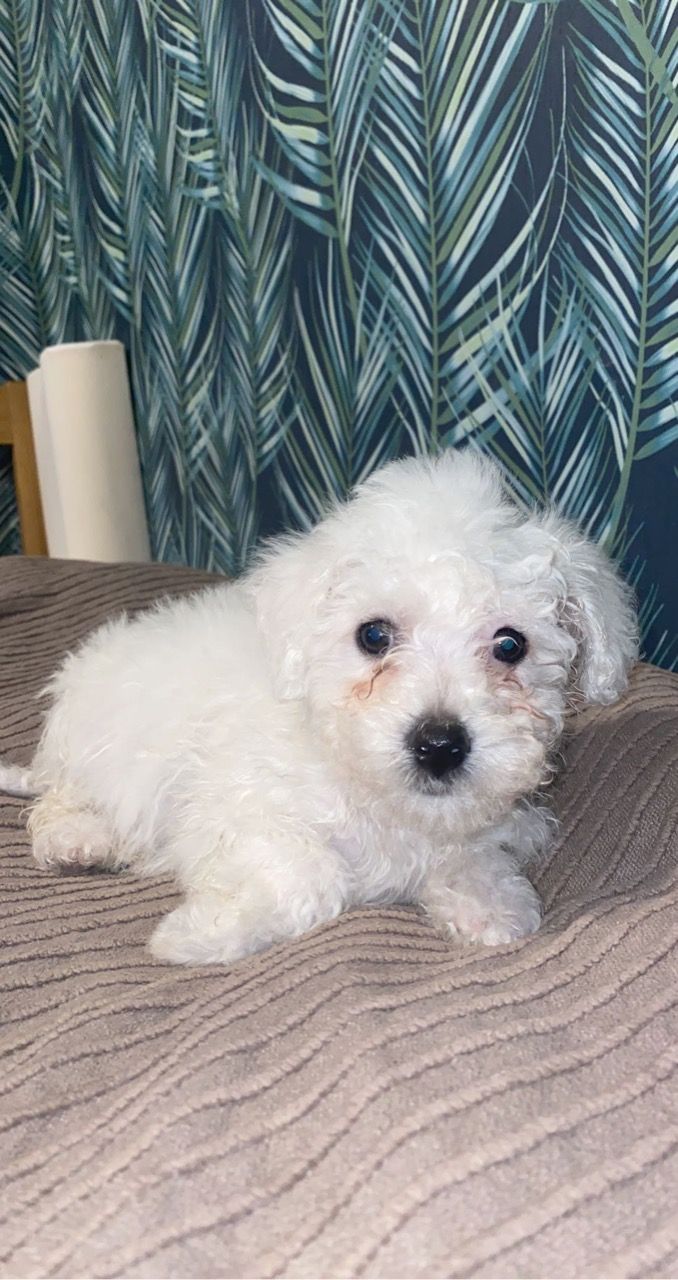 Bichon Frise puppies for sale Now