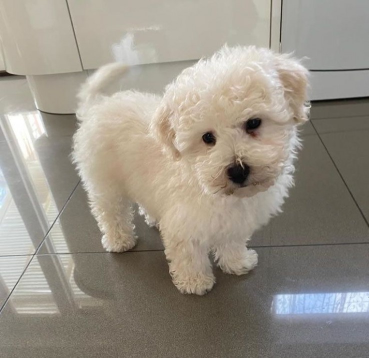 Bichon Frise puppies for sale Now