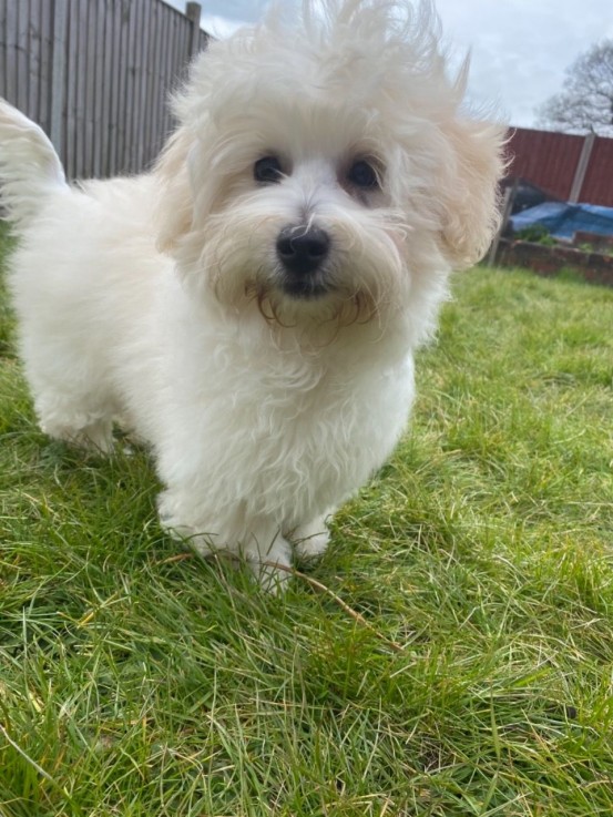 Bichon Frise puppies for sale Now