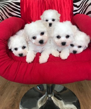 Bichon Frise puppies for sale Now