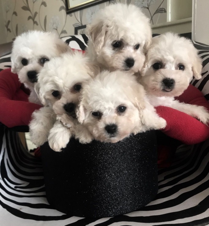 Bichon Frise puppies for sale Now