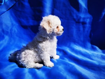 Bichon Frise puppies for sale Now