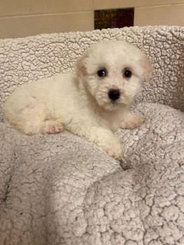 Bichon Frise puppies for sale Now