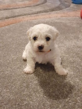 Bichon Frise puppies for sale Now