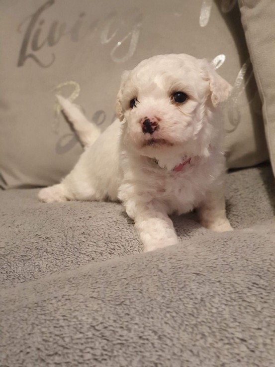 Bichon Frise puppies for sale Now