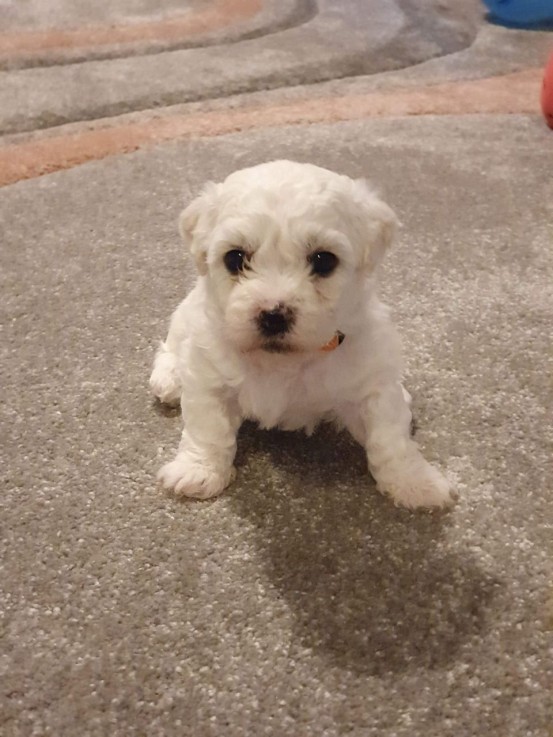 Bichon Frise puppies for sale Now