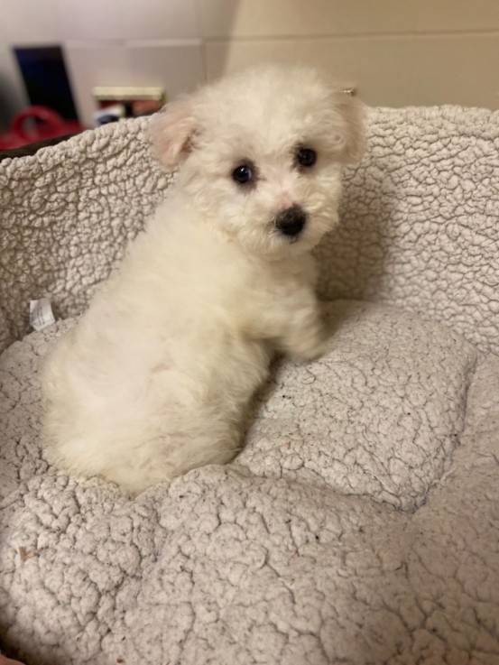 Bichon Frise puppies for sale Now