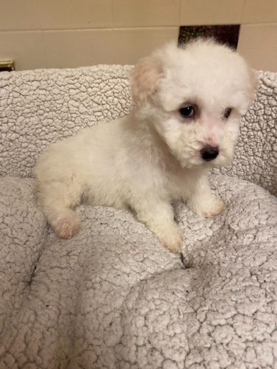 Bichon Frise puppies for sale Now