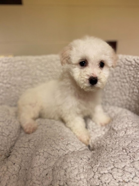 Bichon Frise puppies for sale Now