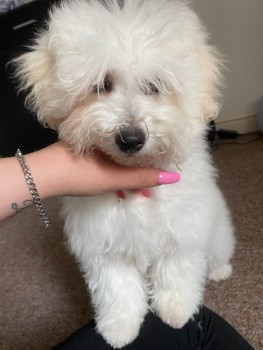 Bichon Frise puppies for sale Now