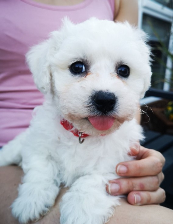 Bichon Frise puppies for sale Now