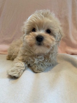 Maltipoo puppies Ready to leave Now 