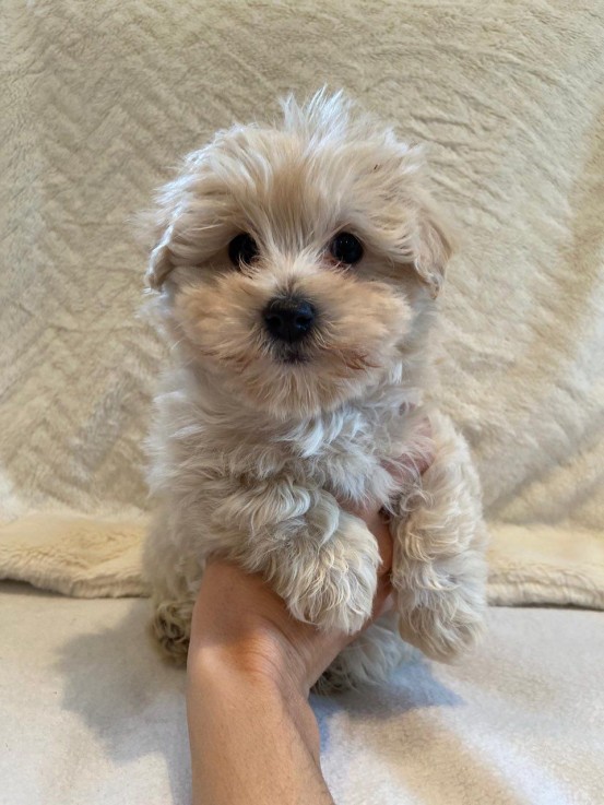 Maltipoo puppies Ready to leave Now 