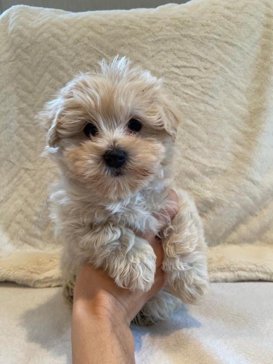 Maltipoo puppies Ready to leave Now 