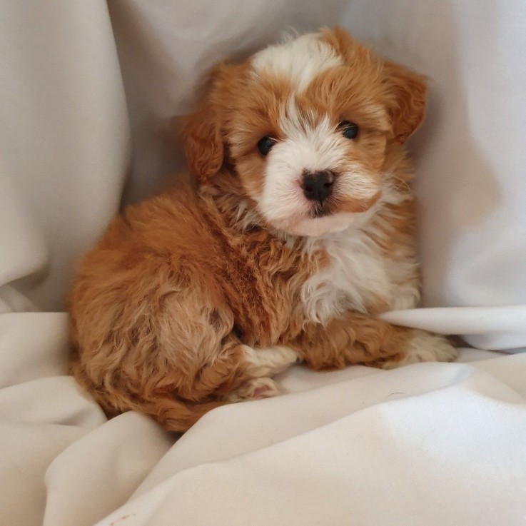 Maltipoo puppies Ready to leave Now 