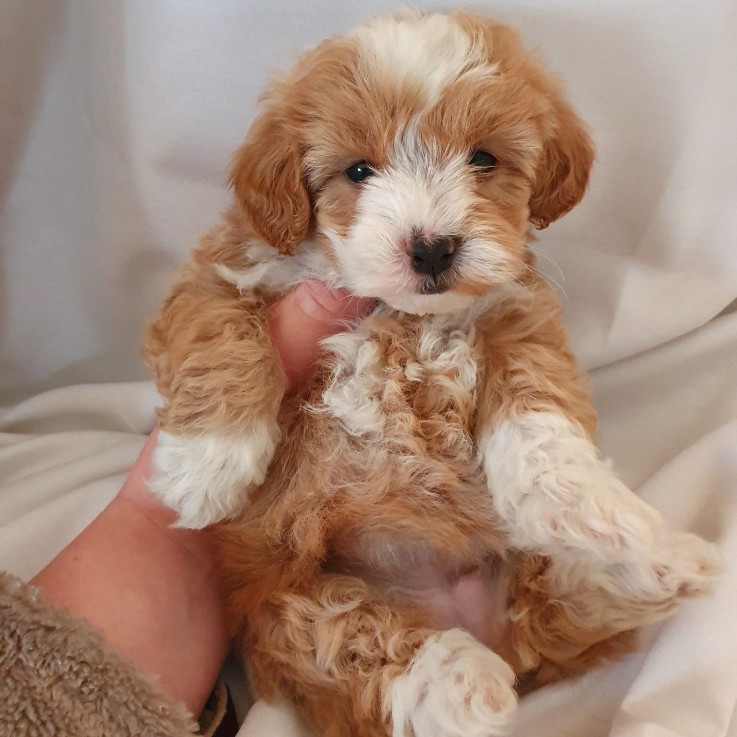 Maltipoo puppies Ready to leave Now 