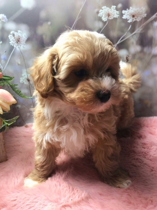 Maltipoo puppies Ready to leave Now 