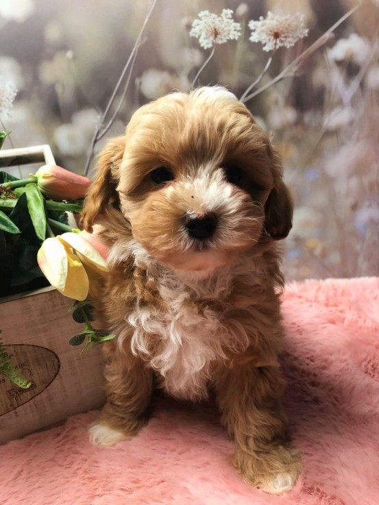 Maltipoo puppies Ready to leave Now 