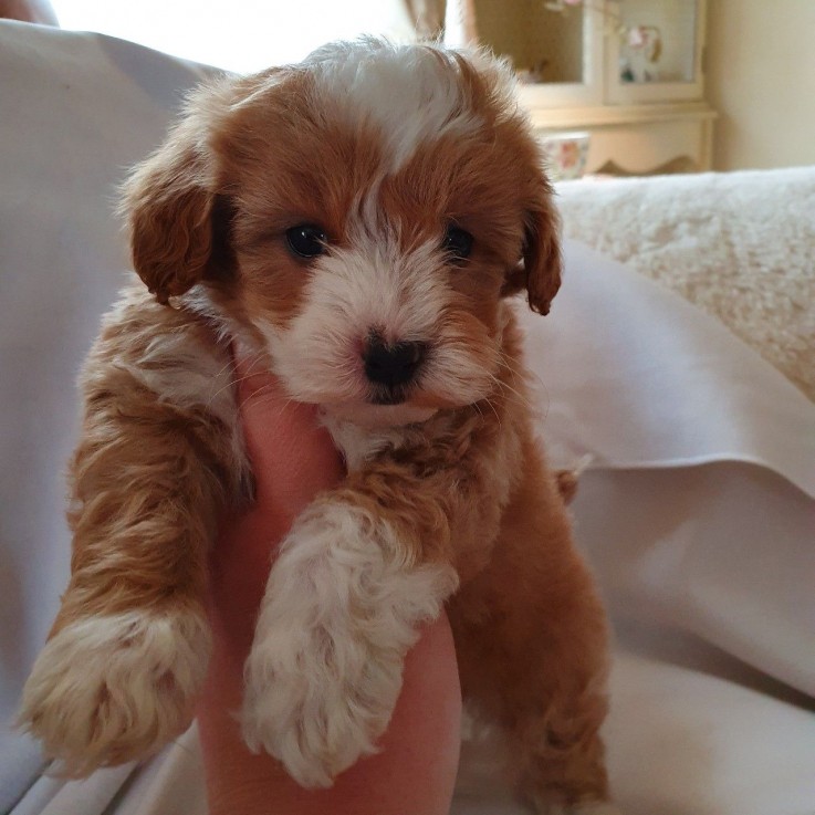 Maltipoo puppies Ready to leave Now 