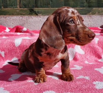 Dachshund puppies Available  Now 