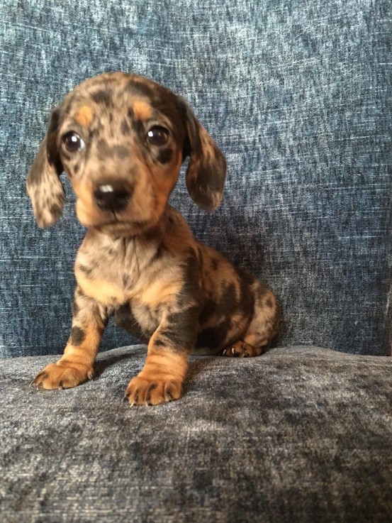 Dachshund puppies Available  Now 