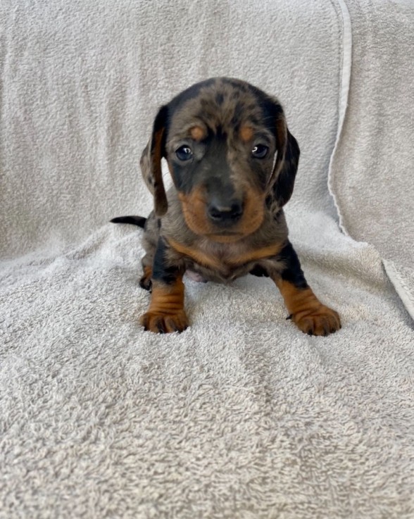 Dachshund puppies Available  Now 