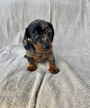 Dachshund puppies Available  Now 