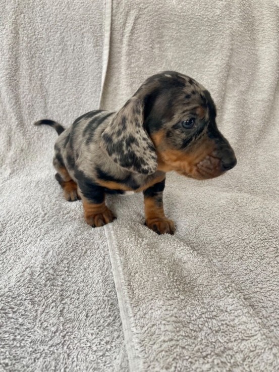 Dachshund puppies Available  Now 