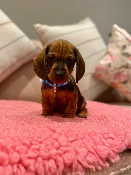 Dachshund puppies Available  Now 