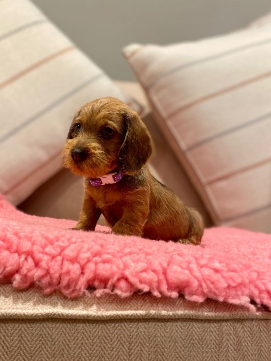 Dachshund puppies Available  Now 