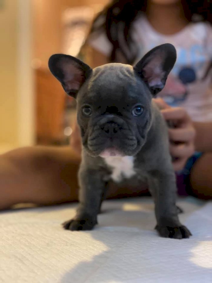 French Bulldog puppies Available  Now 