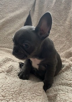 French Bulldog puppies Available  Now 