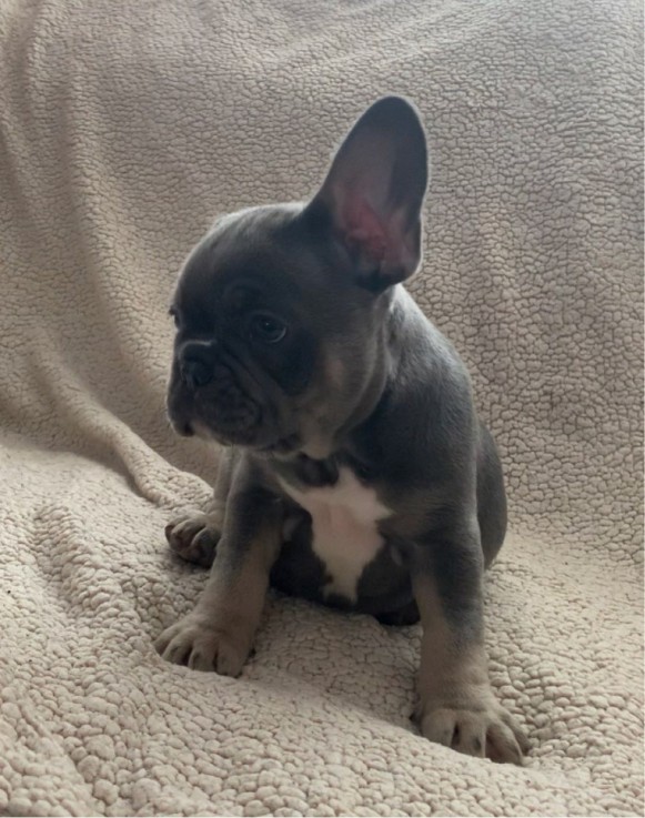 French Bulldog puppies Available  Now 