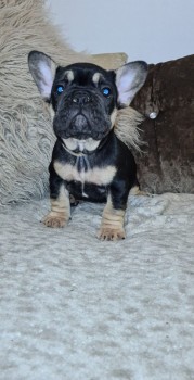 French Bulldog puppies Available  Now 