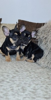 French Bulldog puppies Available  Now 