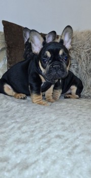 French Bulldog puppies Available  Now 