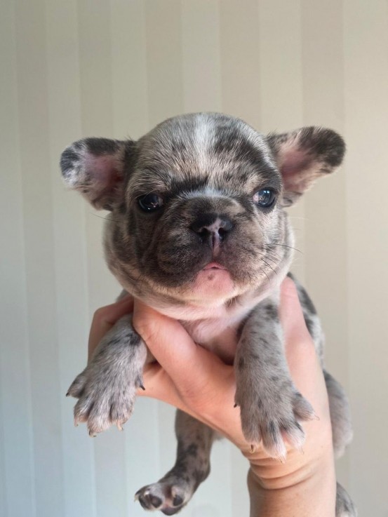 French Bulldog puppies Available  Now 