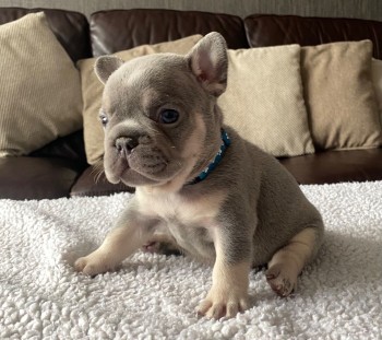 French Bulldog puppies Available  Now 