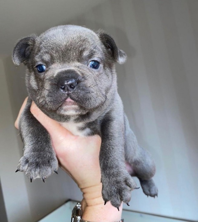 French Bulldog puppies Available  Now 