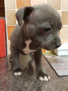 Staffordshire Bull Terrier puppies Avail