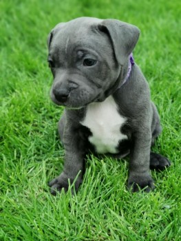 Staffordshire Bull Terrier puppies Avail