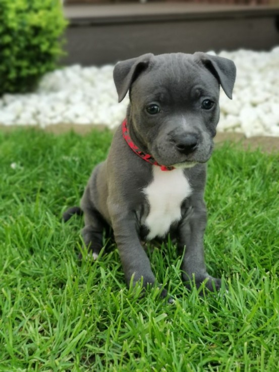 Staffordshire Bull Terrier puppies Avail